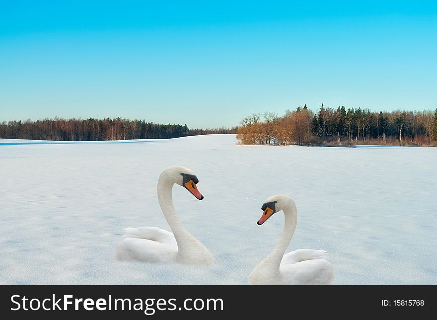 Two swans on a snow.