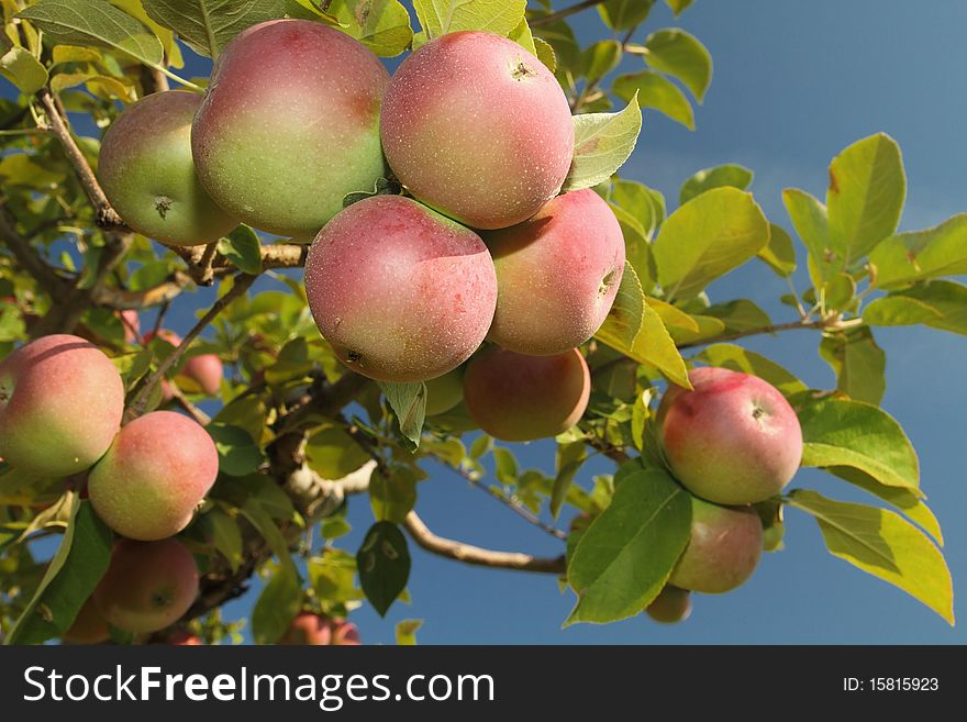 Cluster of ripe apples on a tree branch. Cluster of ripe apples on a tree branch