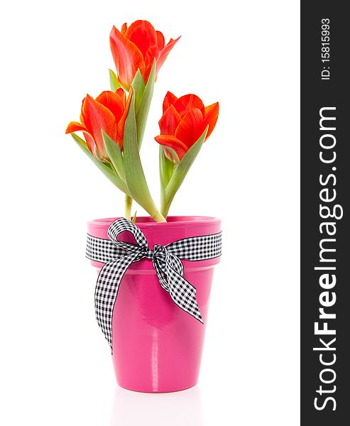 Orange tulips in a pink vase with a black and white checkered ribbon isolated over white