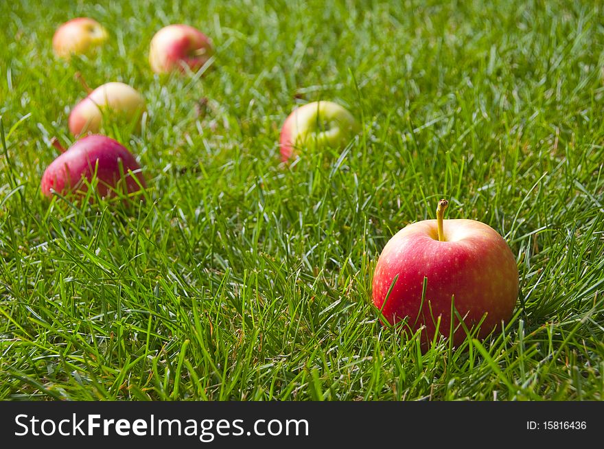 Beautiful red-yellow apples scattered on the fresh green grass.
