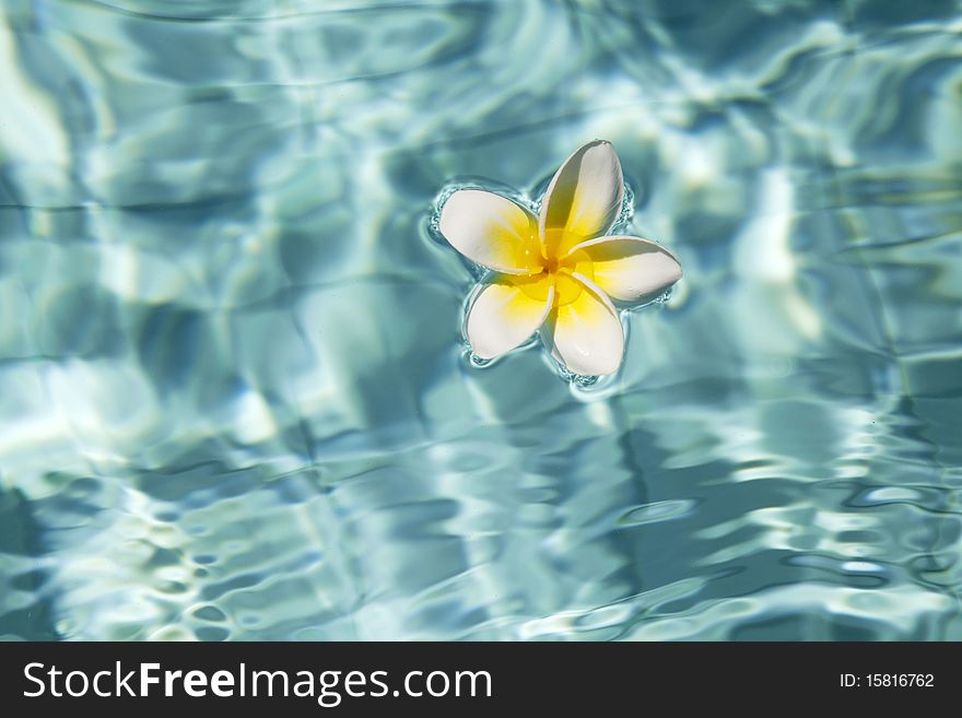 Tropical frangipani flower floating in blue water. Tropical frangipani flower floating in blue water