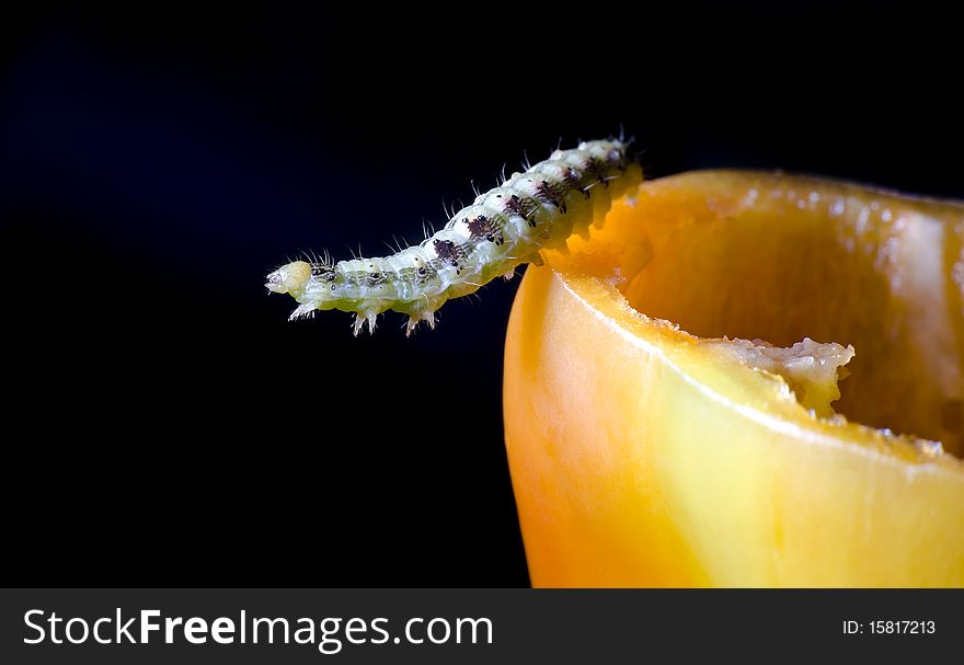 Worm and sweet pepper on dark background. Worm and sweet pepper on dark background
