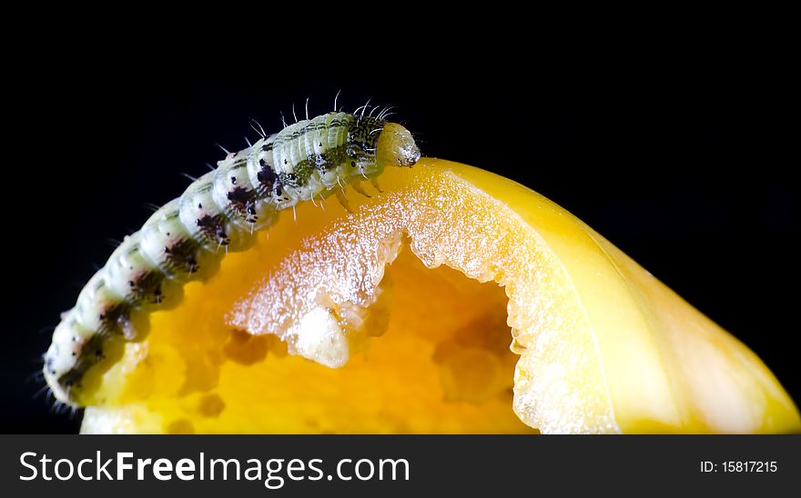 Worm feed on sweet pepper. Worm feed on sweet pepper