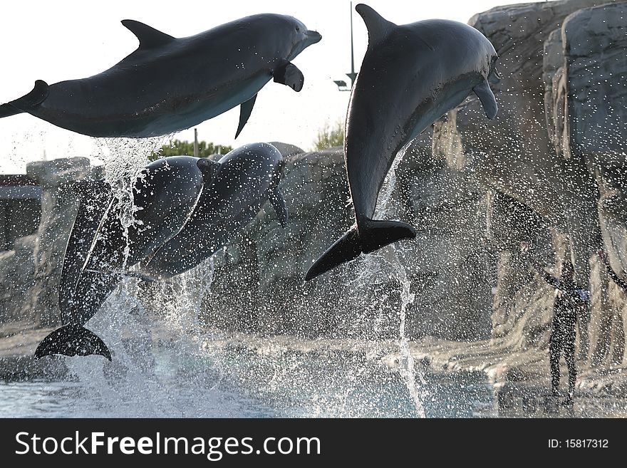 A group of dolphins intent in performing in great leaps