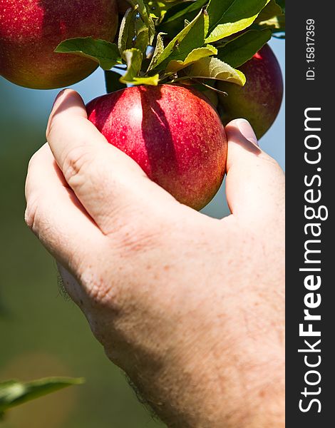 Man picking red apple from a tree