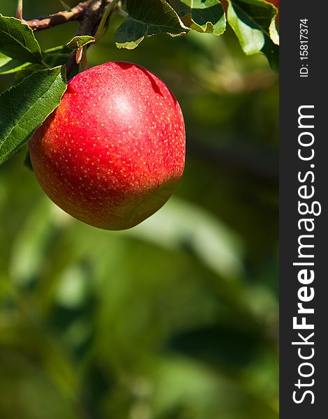 Single red apple waiting to be picked