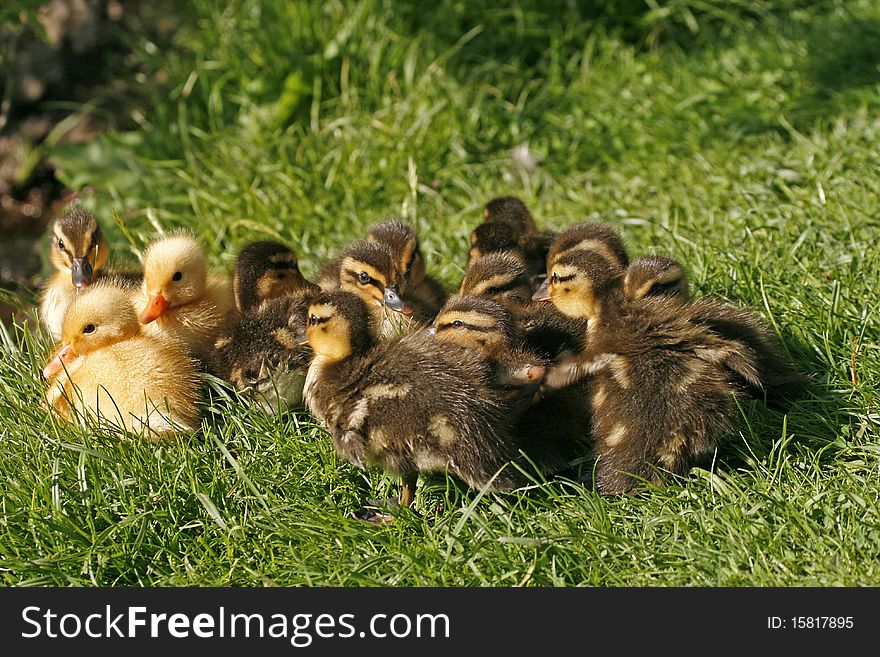 Ducklings of a mallard on a meadow in spring om Germany- Anas platyrhynchos