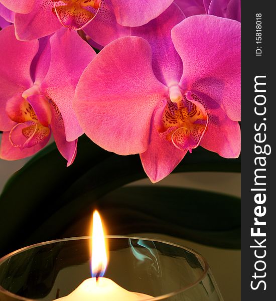 A candle burns and casts light onto an orchid bloom. A candle burns and casts light onto an orchid bloom