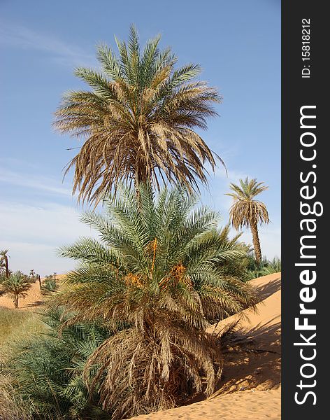 A palm tree in the desert of Libya, in Africa. A palm tree in the desert of Libya, in Africa