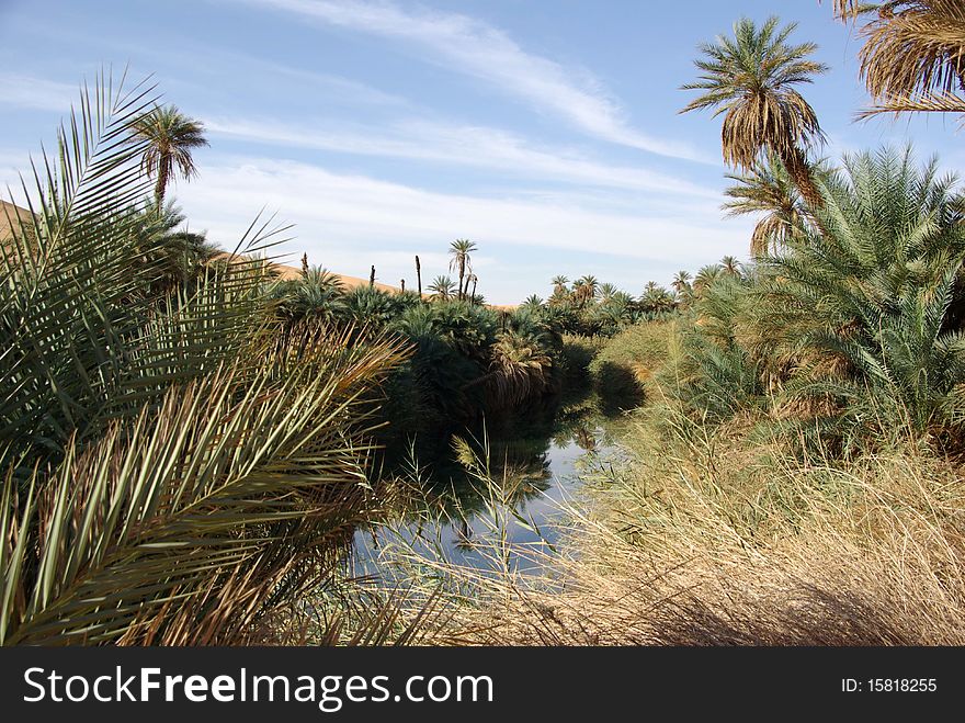 Palm Grove, Libya