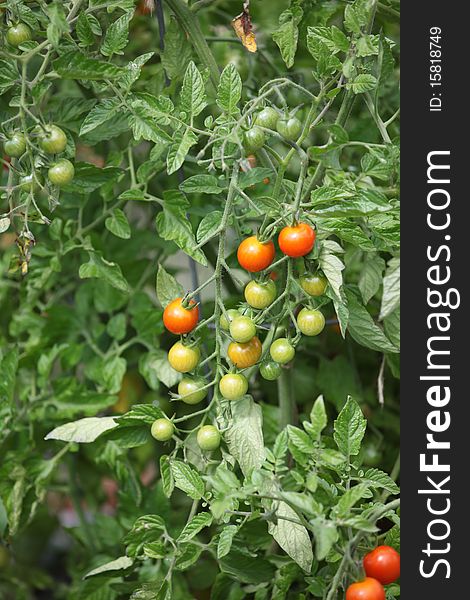Cherry tomatoes growing in a vegetable garden outdoors.