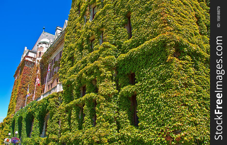 Vancouver Island, British Columbia, Climbing or Creeping Ivy at The Empress Hotel. Vancouver Island, British Columbia, Climbing or Creeping Ivy at The Empress Hotel