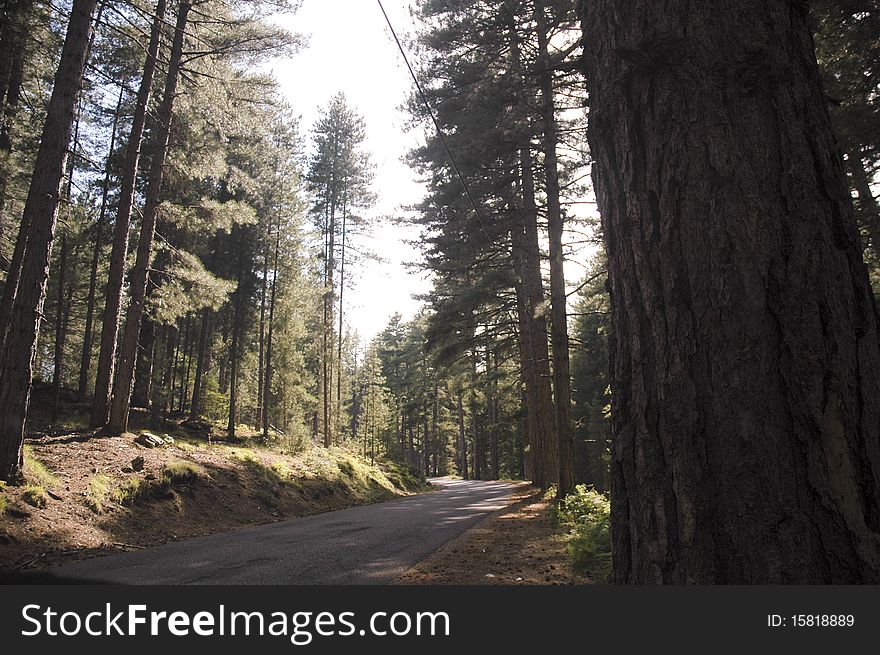 Road in a forest pine