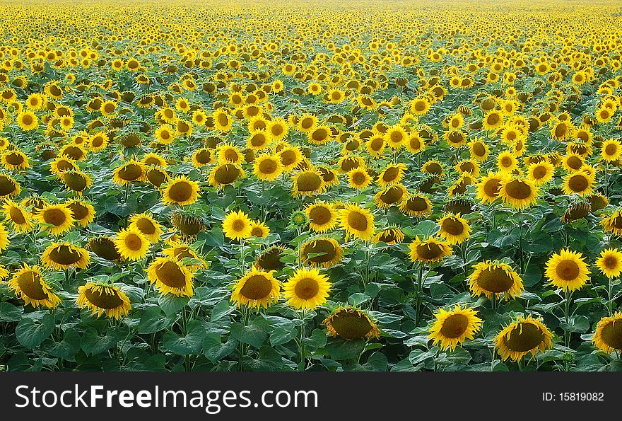 Large field with flowering sunflowers. Large field with flowering sunflowers