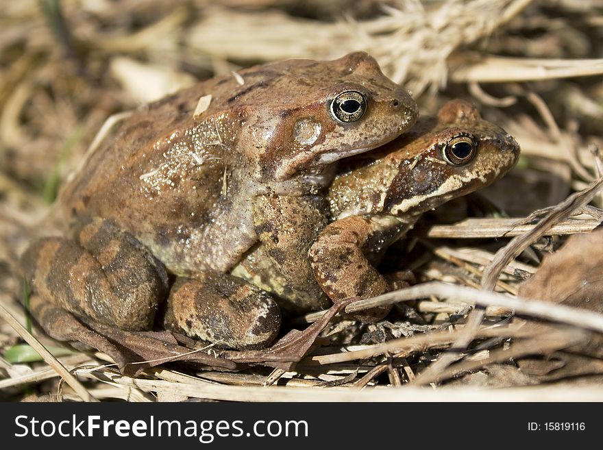Pair of coupling frogs in the spring