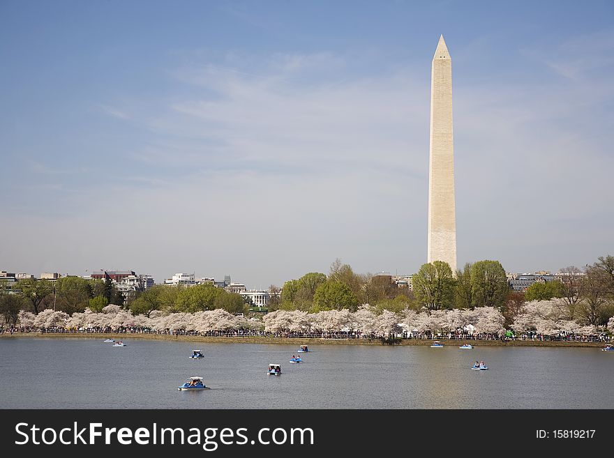 Washington Monument, White House and Cherry Blossoms in Springtime. Washington Monument, White House and Cherry Blossoms in Springtime