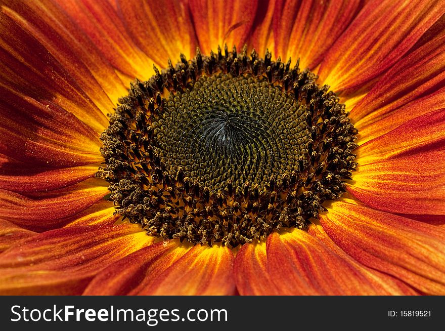 Red sunflower closeup