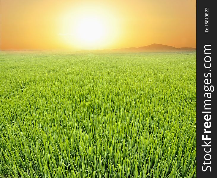 The beautiful paddy field in the morning. The beautiful paddy field in the morning