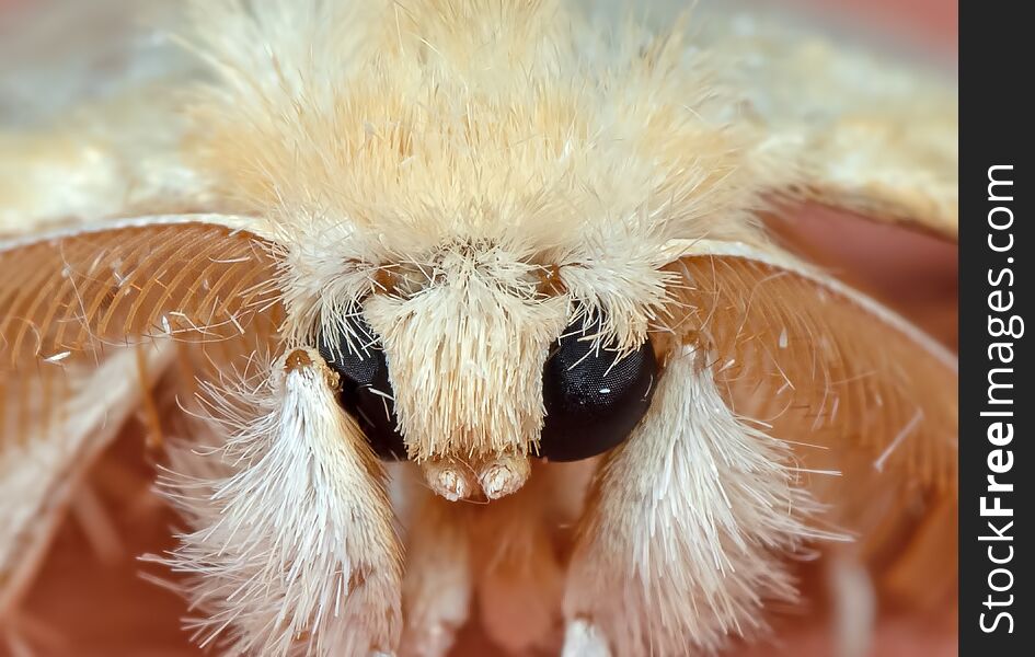 Macro Photography of Head of Cute Yellow Moth Isolated on Background