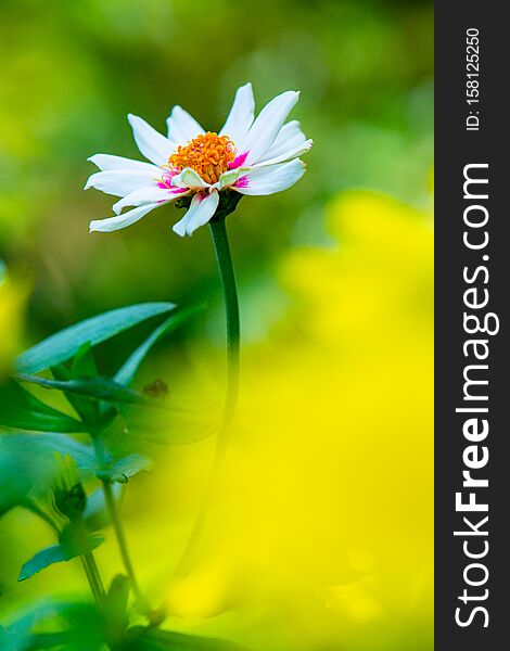Zinnia flower with natural background, Thailand