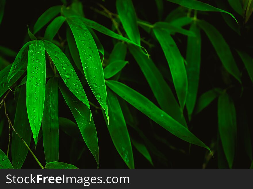 Deep green leaves with raindrops. Natural green background.