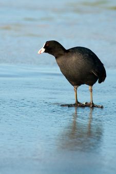 Common Coot On Ice Royalty Free Stock Image
