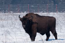 European Bison (Bison Bonasius) In Winter Stock Image European Bison (Bison Bonasius) In Winter Stock Image