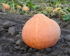 Big Pumpkin Royalty Free Stock Image Big Pumpkin Royalty Free Stock Image