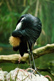 African Crowned Crane (Balearica Regulorum) Royalty Free Stock Images African Crowned Crane (Balearica Regulorum) Royalty Free Stock Images