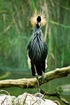 African Crowned Crane (Balearica Regulorum) Stock Photos