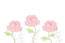 Peonies Stock Image Peonies Stock Image