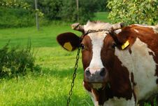 Cow On Meadow Stock Photo