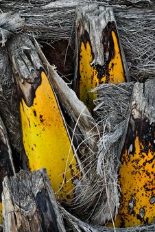 Palm Trunk Royalty Free Stock Images