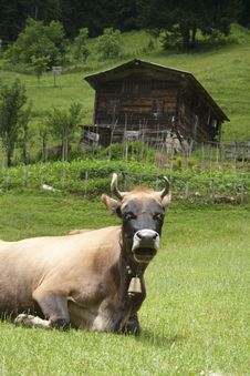 Cow Royalty Free Stock Photography Cow Royalty Free Stock Photography