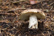 Free Fungus Royalty Free Stock Photography - 15828057