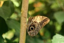 Common Blue Morpho Butterfly Stock Photography Common Blue Morpho Butterfly Stock Photography
