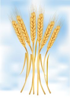 Ears Of Wheat On Sky. Stock Photography Ears Of Wheat On Sky. Stock Photography