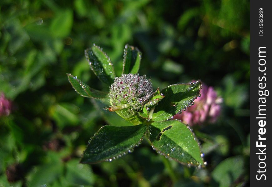 Brilliant dew on a clover