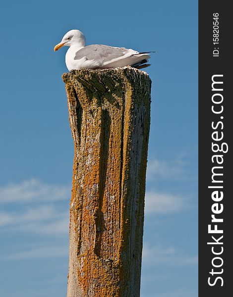 This midday hsot was taken of a lone seagull sitting on top of a piling in the Humboldt Bay near Eureka, California. This midday hsot was taken of a lone seagull sitting on top of a piling in the Humboldt Bay near Eureka, California.