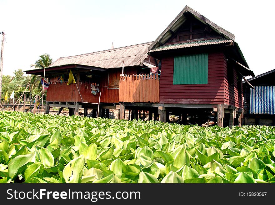 Water hyacinth and the house,thailand