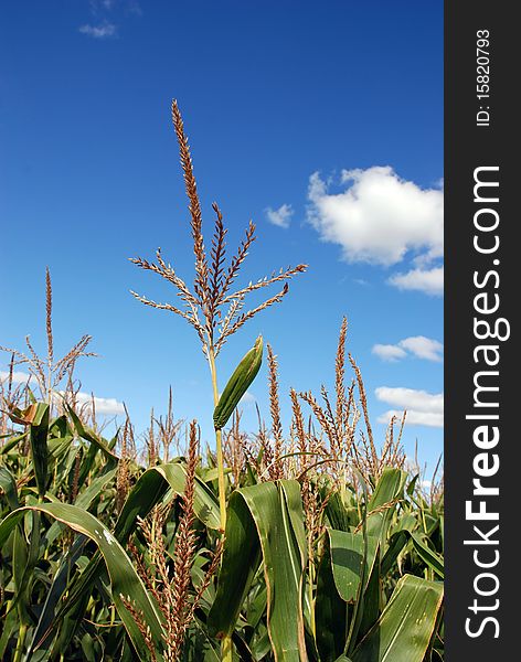 Rows of Corn Stalks Growing over blue sky