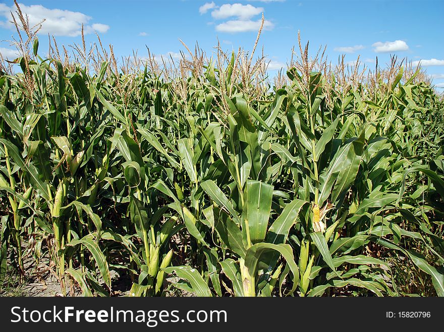 Rows in field of Corn Stalks Growing. Rows in field of Corn Stalks Growing