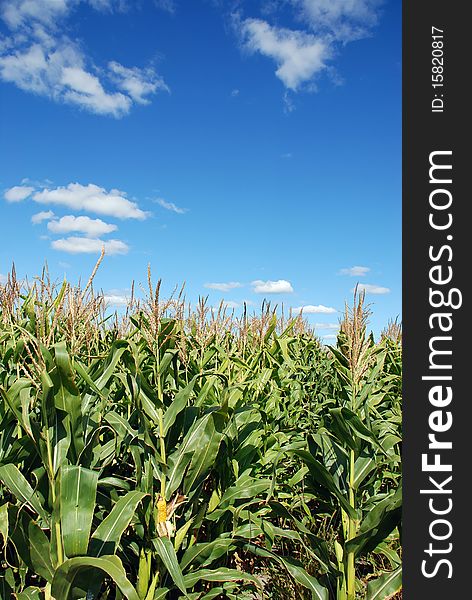 Yellow corn ready to be picked. Yellow corn ready to be picked