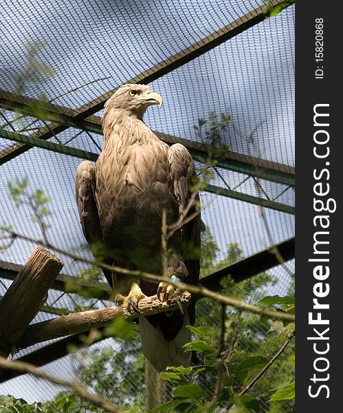 The White-tailed Eagle is a large bird of prey in the family Accipitridae which includes other raptors such as hawks, kites, and harriers.