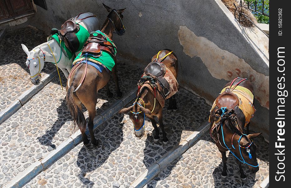 Donkeys at Fira in Santorini waiting for tourists. Donkeys at Fira in Santorini waiting for tourists.