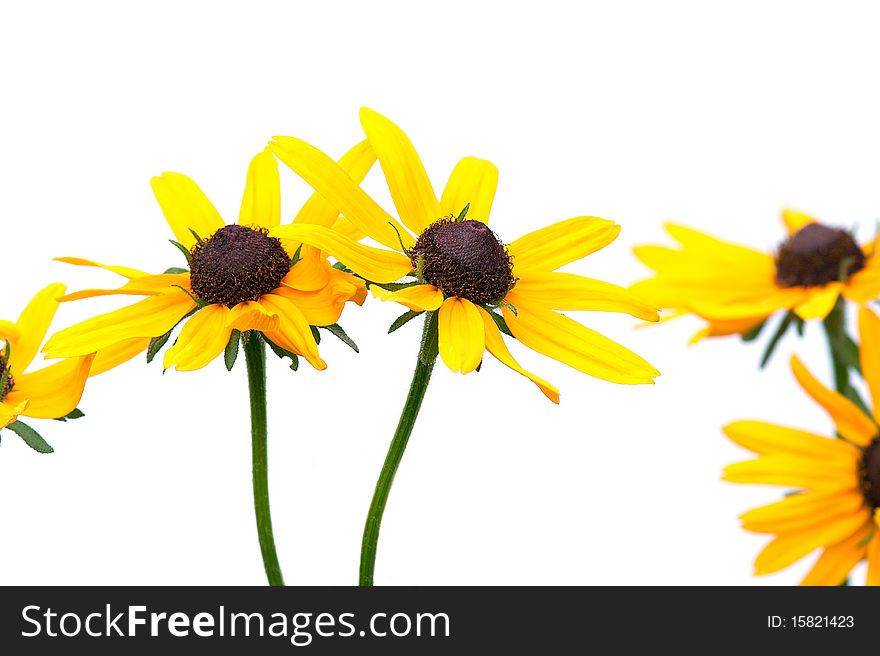 Yellow rudbeckia on white background