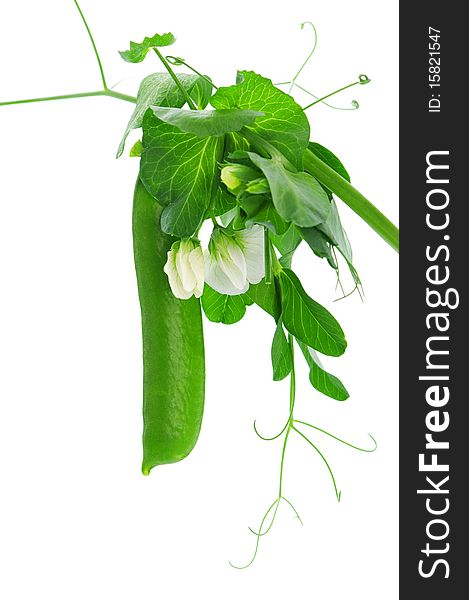 Fresh green pea pod isolated on white background