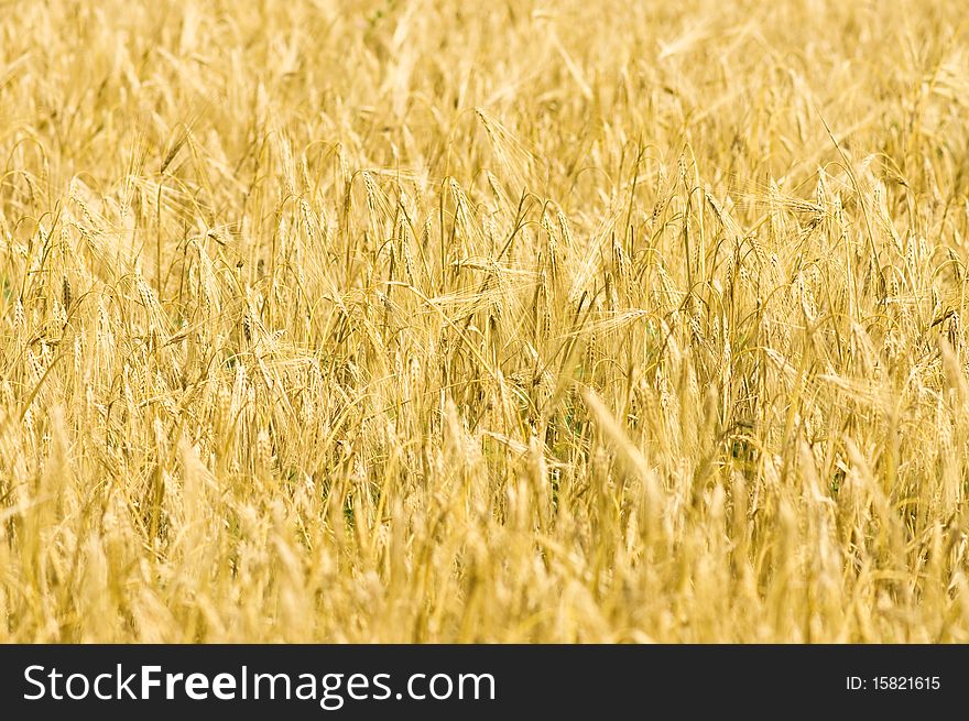 Closeup photo of yellow wheat stalks and field. Closeup photo of yellow wheat stalks and field