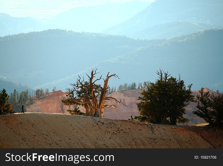 A young woman hikes out to a ridge of ancient Bristlecone Pine Trees in Cedar Breaks National Monument, Utah.