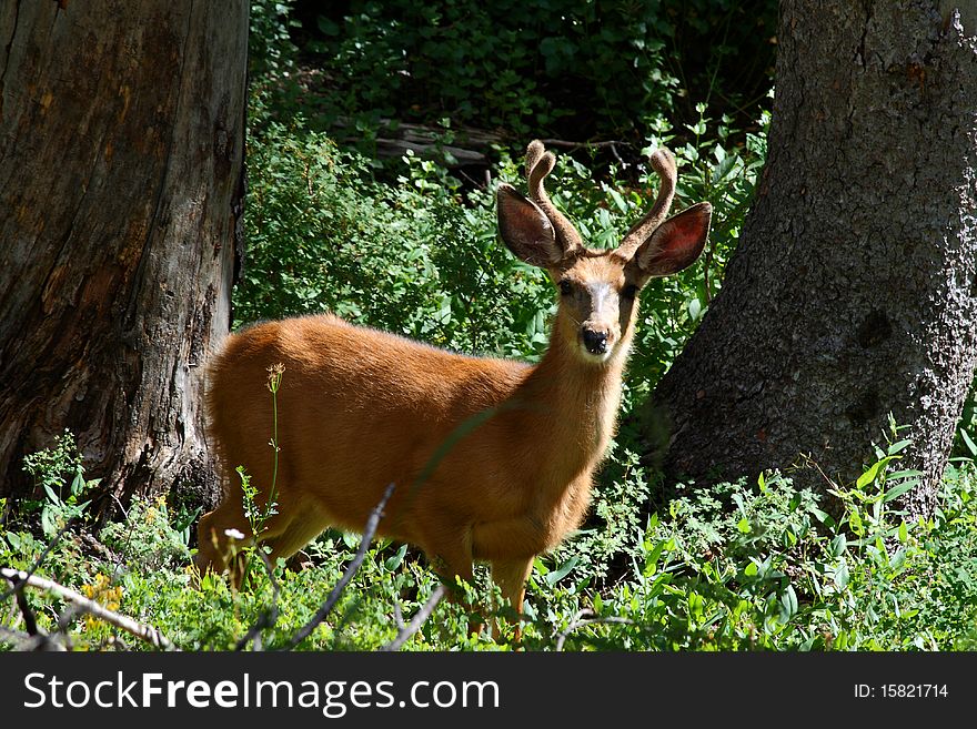 Young Mule Deer Buck (odocoileus hemionus)